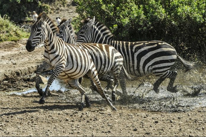 Planning Your Kenya Safari
