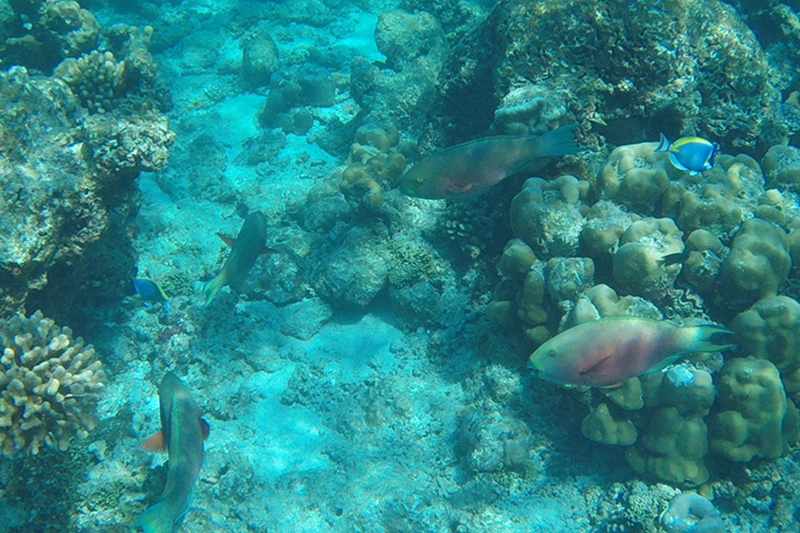 coral Maldives