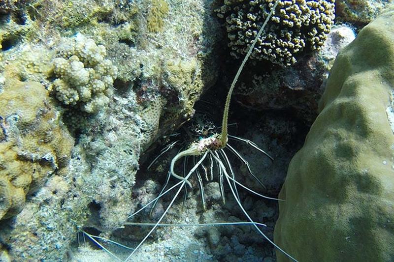 Maldives Resorts For Snorkeling Addicts