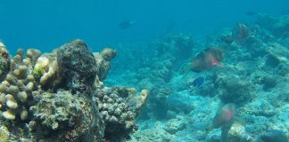 Maldives Resorts For Snorkeling Addicts