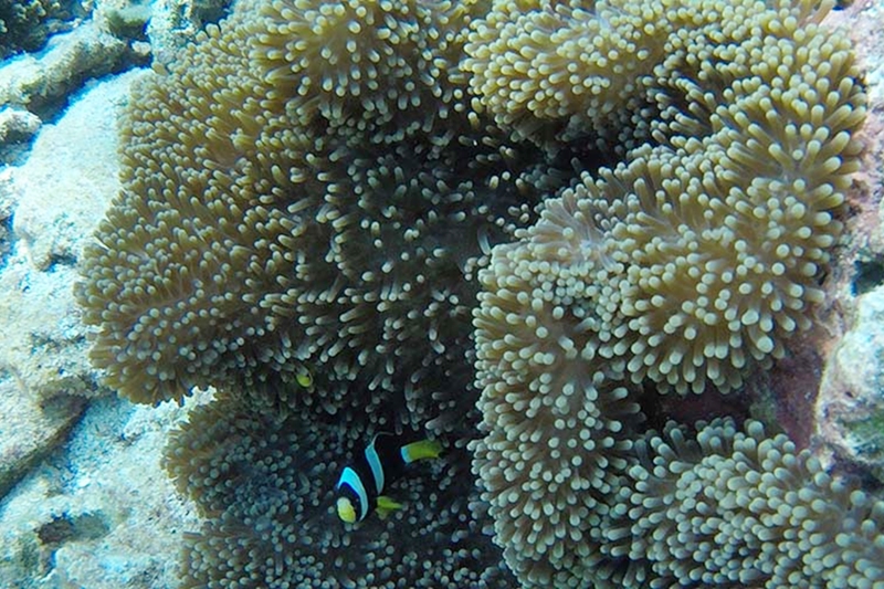 Soft coral- Maldives