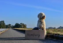 Owning a Mini Goldendoodle