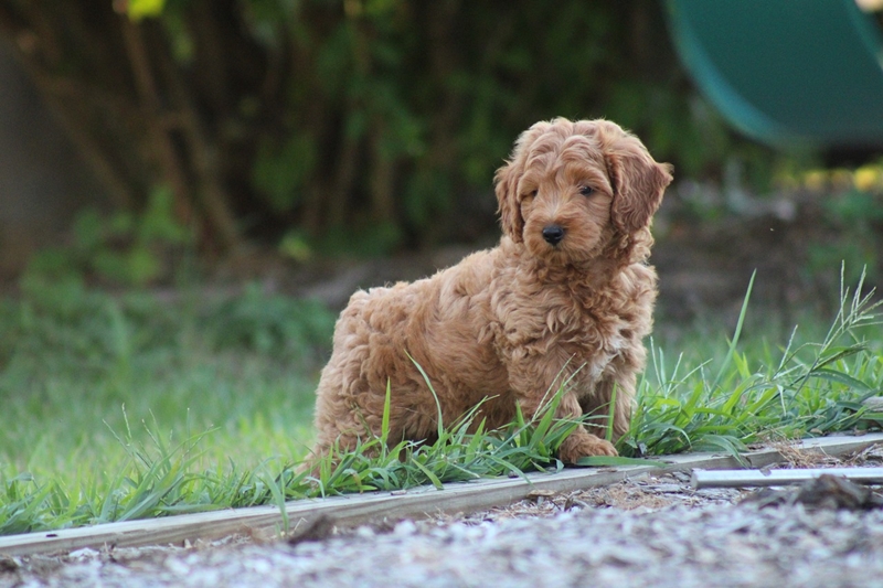 Owning a Mini Goldendoodle