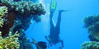 Snorkelling & Scuba diving in the Red Sea