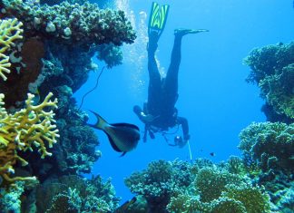 Snorkelling & Scuba diving in the Red Sea