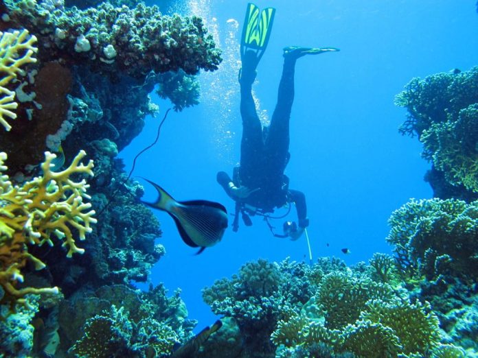 Snorkelling & Scuba diving in the Red Sea