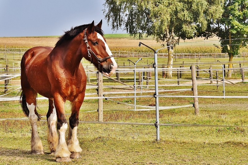 Why Your Horse Hates That Arena