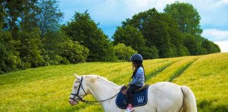 Why Your Horse Hates That Arena