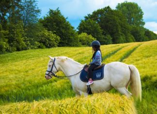 Why Your Horse Hates That Arena