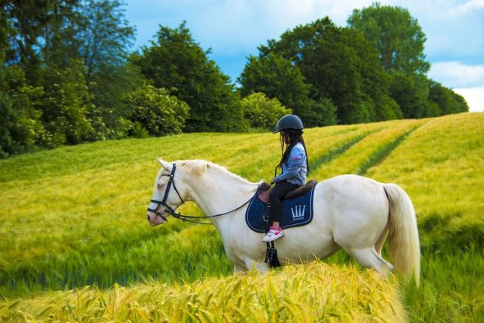 Why Your Horse Hates That Arena